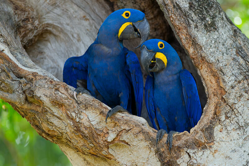 Imagem do Arara Azul